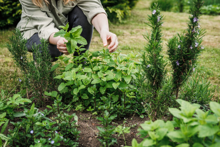 Herb Garden