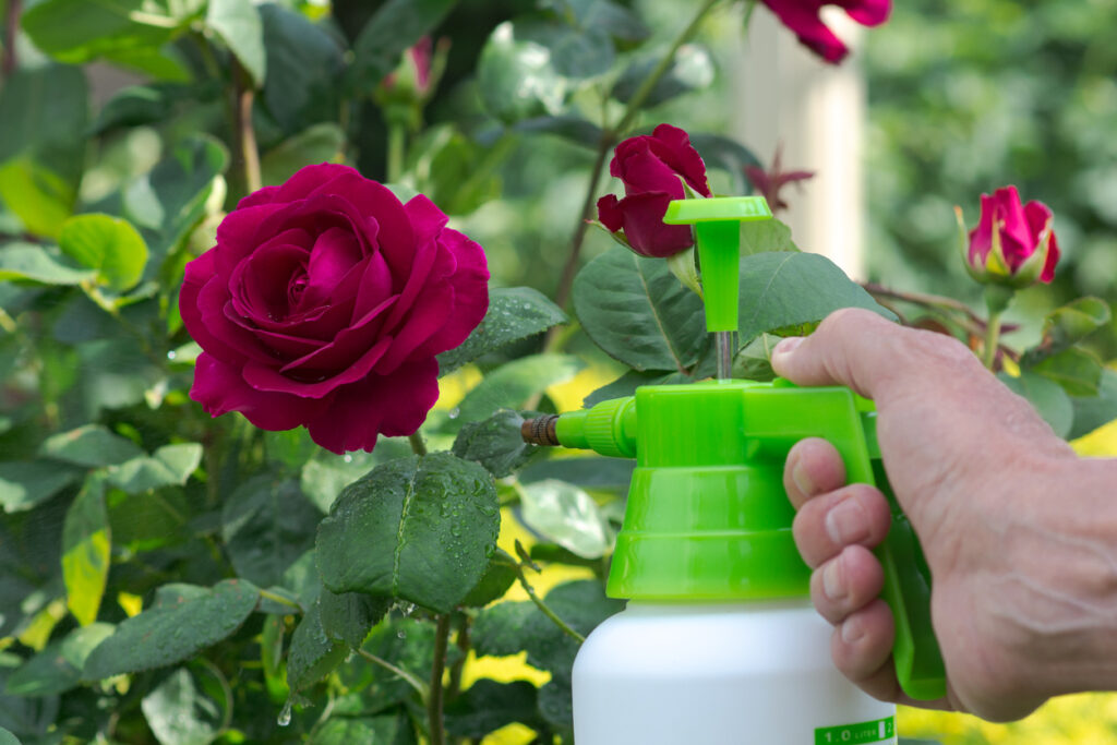 Guide to Pruning Climbing Roses and Applying Fungicide - Gardening Fast ...