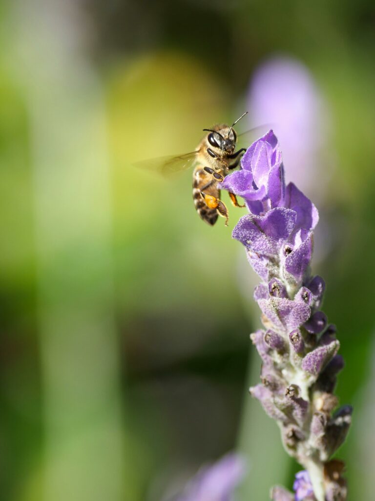 Bee on a flower