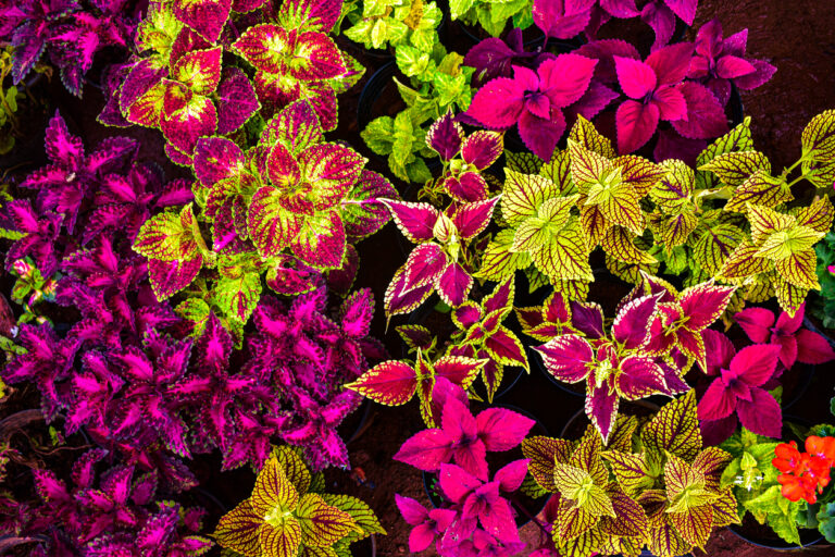 Coleus