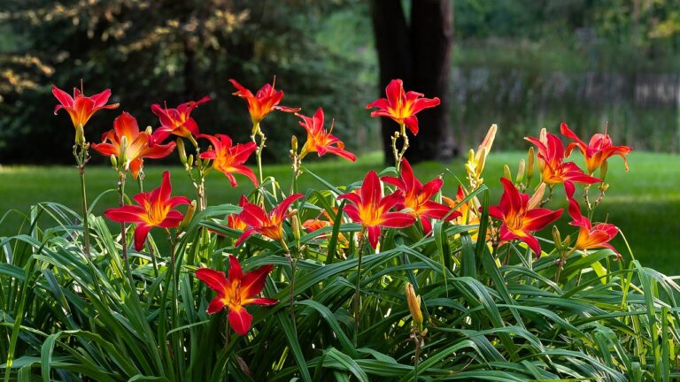 5 Low-Maintenance Perennials for Busy Gardeners