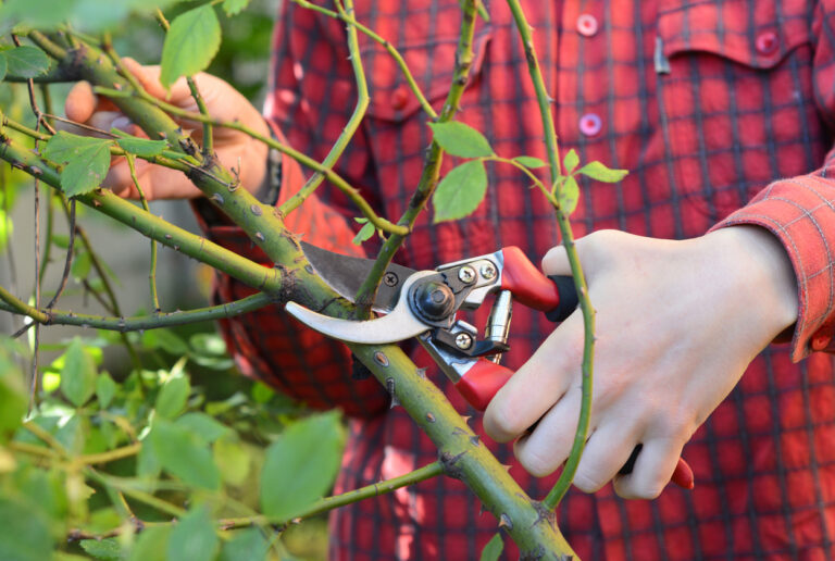 Pruning Climbing Roses