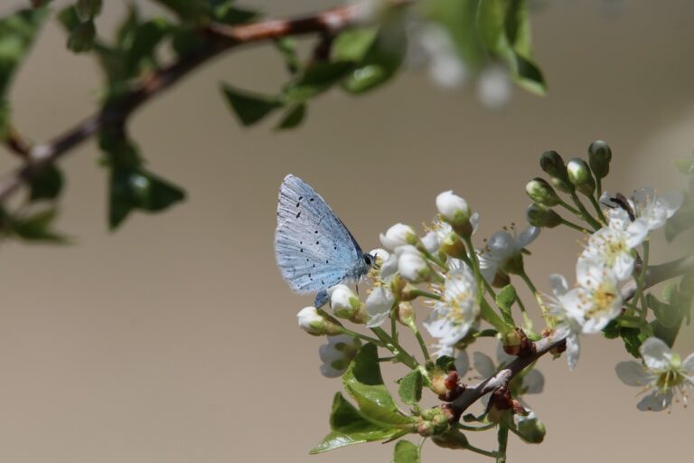 Long Term Planning for Biodiversity