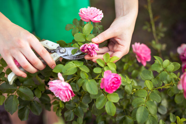 Deadheading Flowers