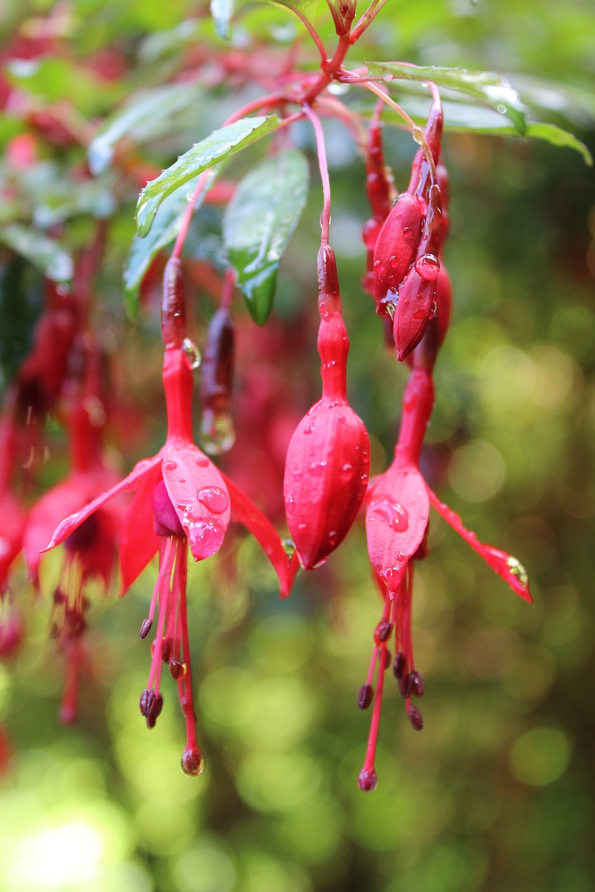 Mid-Summer Care for Fuchsias: Ensuring Your Garden’s Jewel Thrives