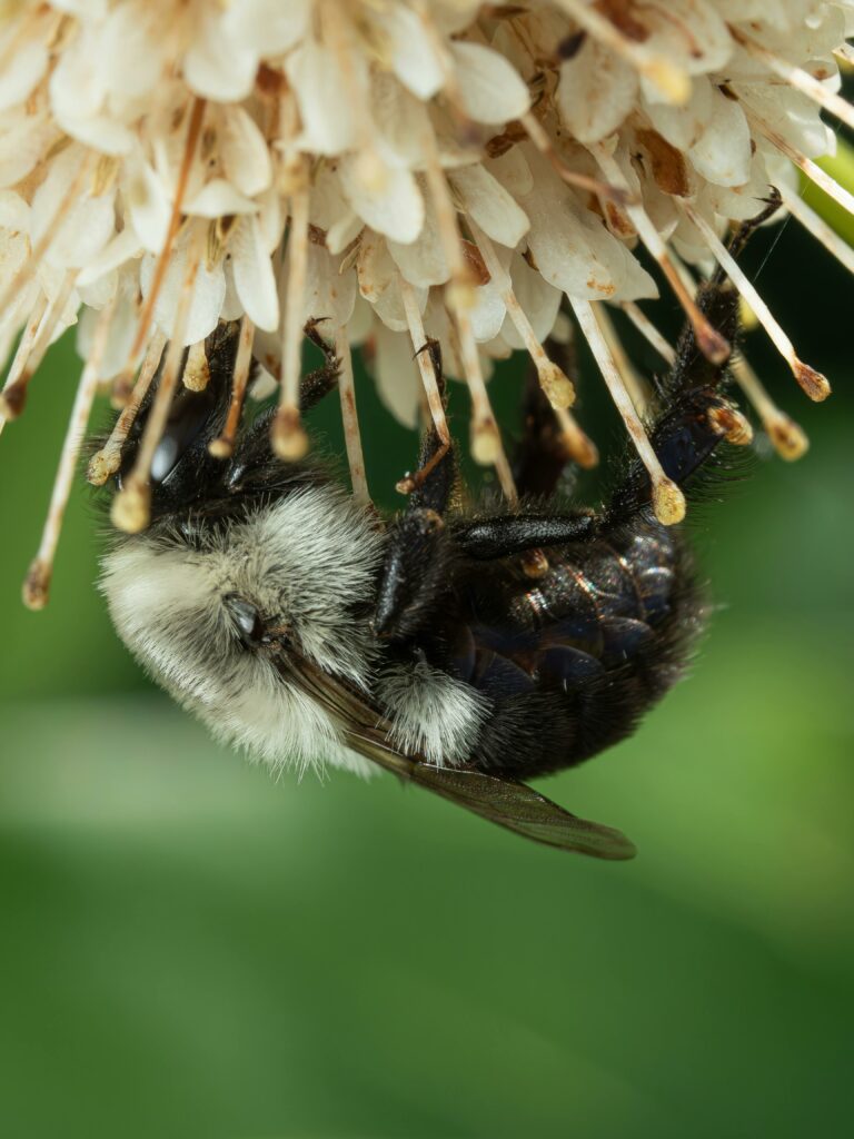 Managing Biodiversity Throughout the Year: A Personal Guide for Nature Enthusiasts