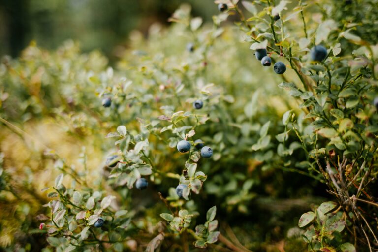 How to Keep Birds Away from Blueberries: Proven Strategies for a Bountiful Harvest