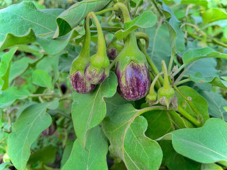 The Ultimate Guide to Eggplant Companion Plants: Boost Your Garden’s Health and Yield