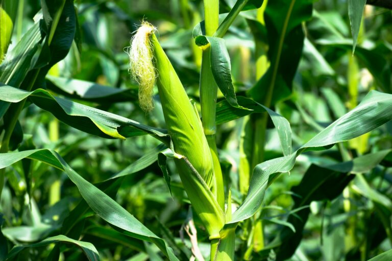 How to Protect Your Sweet Corn from Birds and Squirrels: A Gardener’s Guide