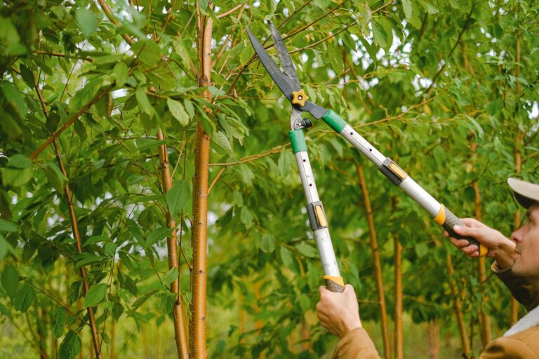 Will Pruning a Tree in the Summer Kill It?