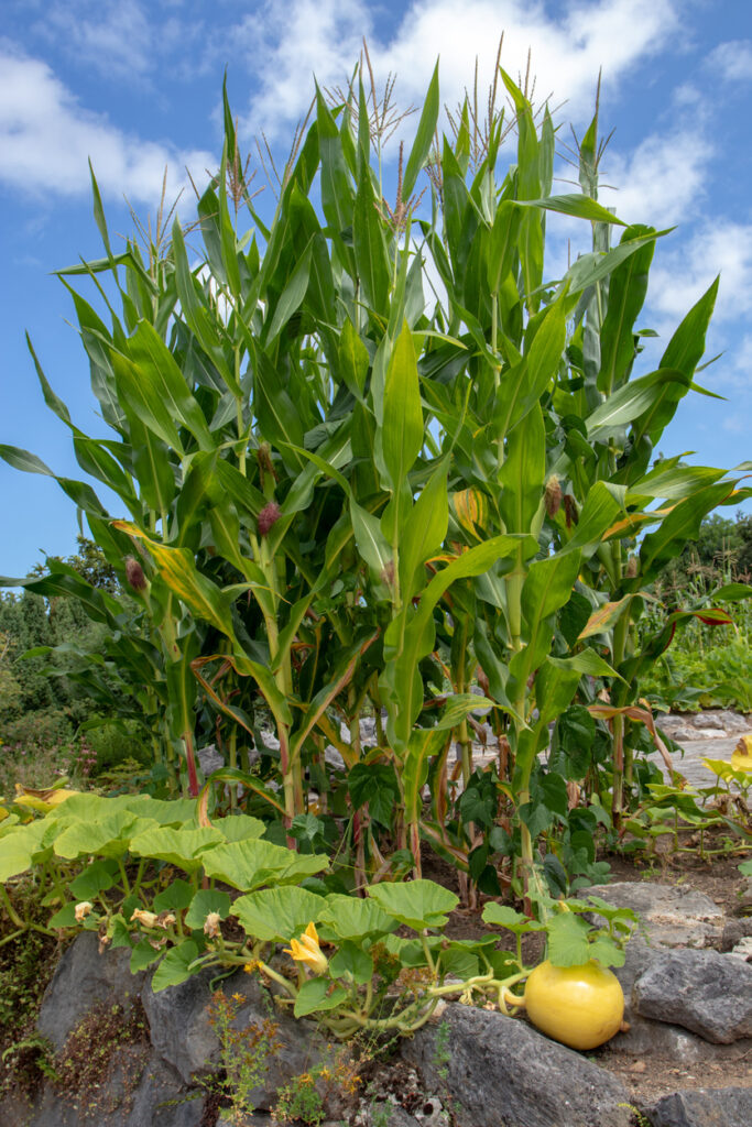 Corn, beans and squash