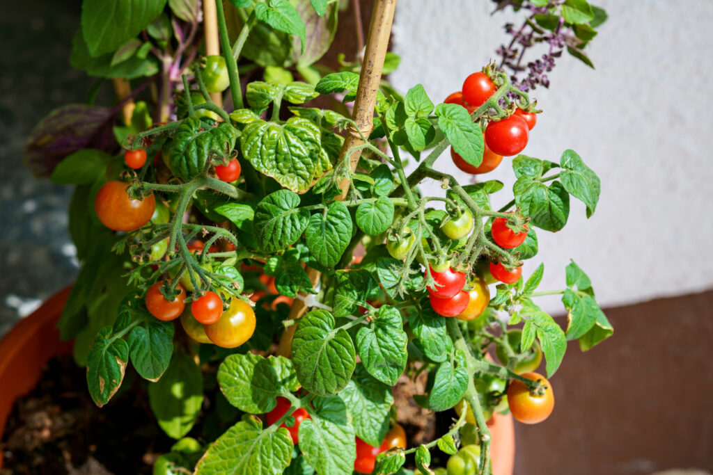 Tomatoes and basil