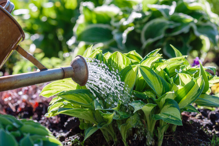 Watering Garden