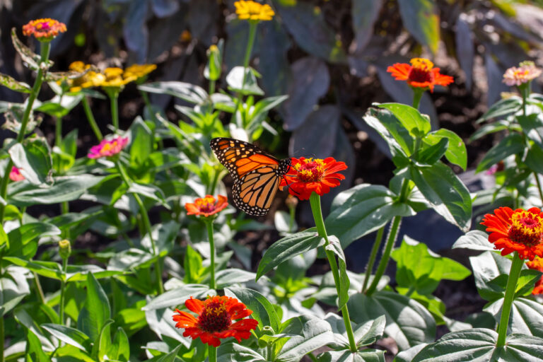 How to Set Up a Butterfly Garden