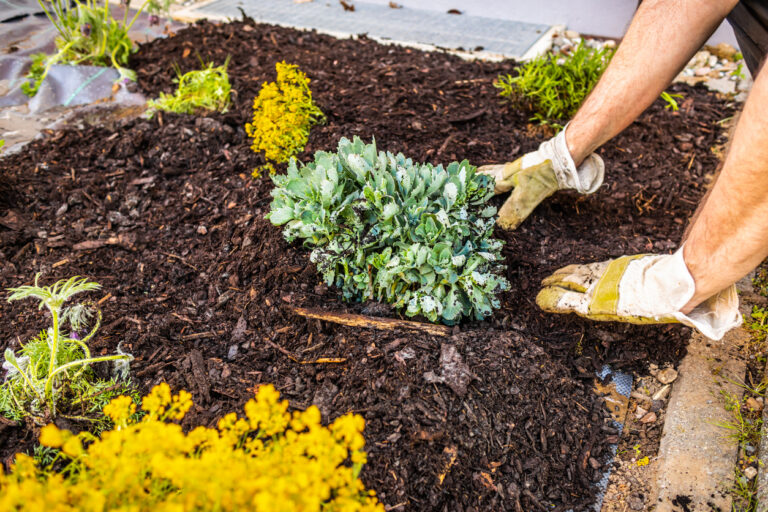 Mulching 101: Protect Your Plants and Improve Soil Health