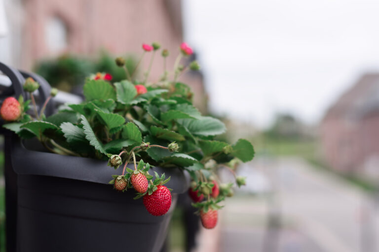 Designing a Small Space Garden: Maximizing Every Inch