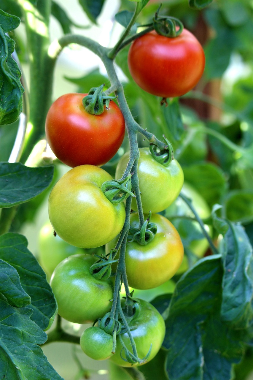 Cultivating Healthy Tomato Plants: A Guide to Watering Tomatoes and Applying Fungicides and Insecticides