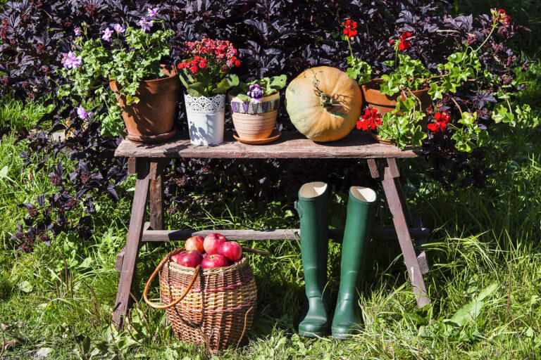 Fall Gardening Tips: Essential Tasks to Prepare Your Garden for a Healthy Winter