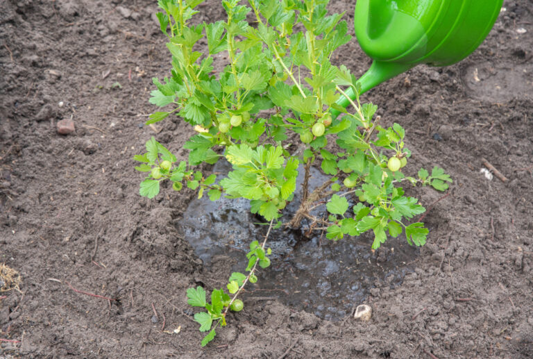 Planting Gooseberries in the Fall: A Complete Guide