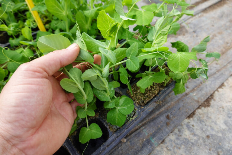 Nursery Rows: Protecting Your Young Perennials Through the Winter