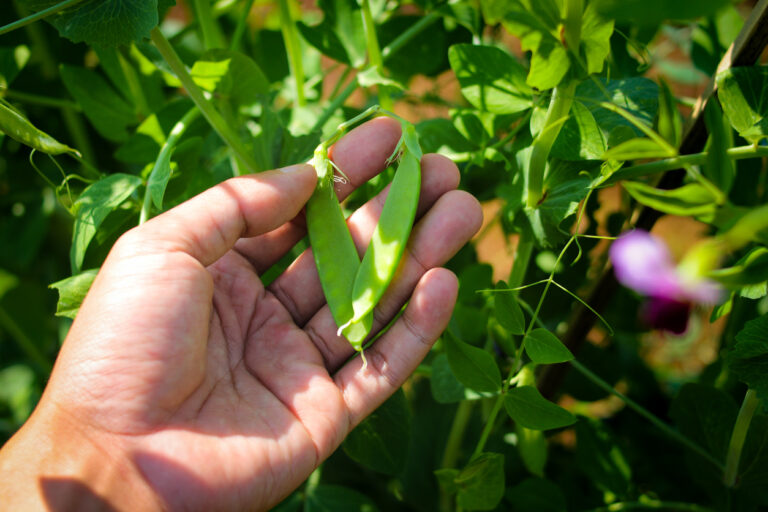 Preparing Your Garden for Next Year’s Pea Plantings