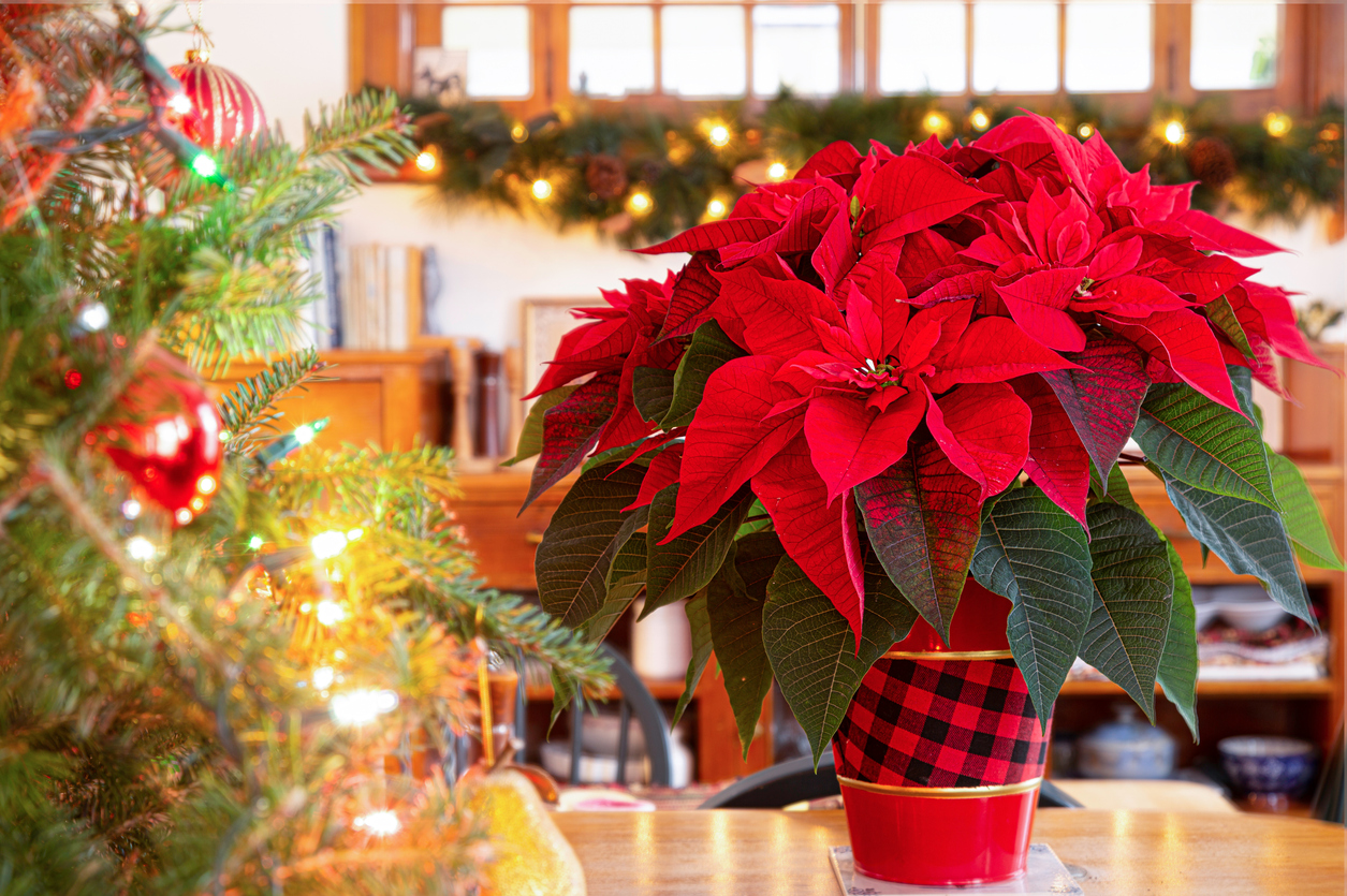 How to Get Poinsettias Ready for Christmas: A Complete Guide