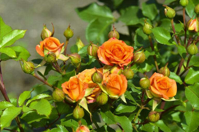 Don’t Neglect Your Roses: Mid-September Rose Care Tips