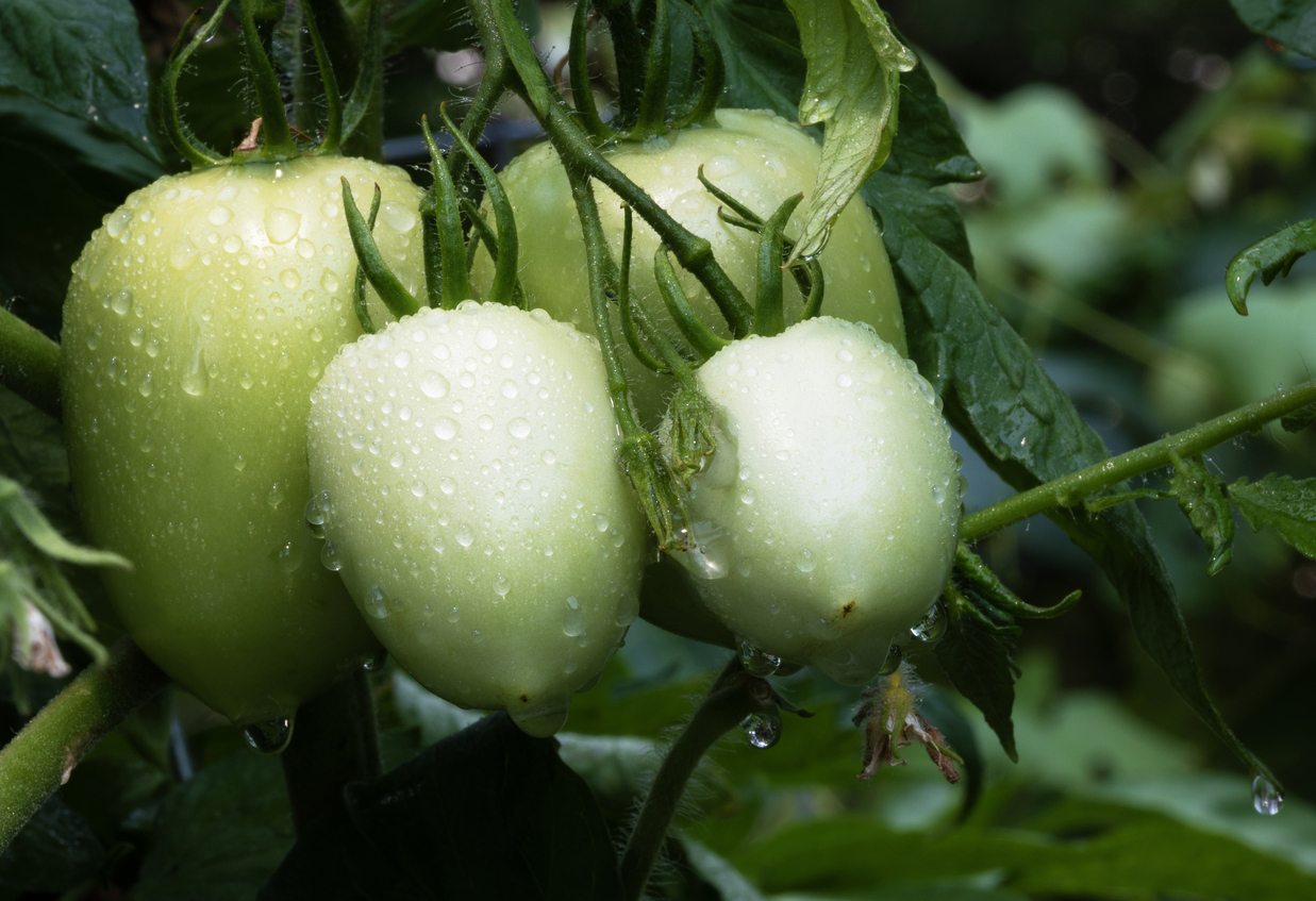 The Ultimate Guide to Green Tomatoes: When to Harvest, How to Ripen, and a Touch of Pickling Magic