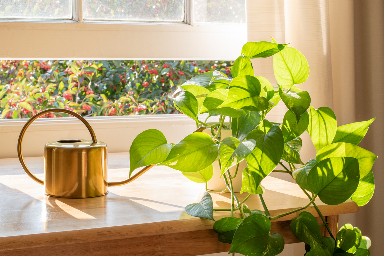 Bringing Houseplants Back Indoors for Winter: A Guide for a Smooth Transition