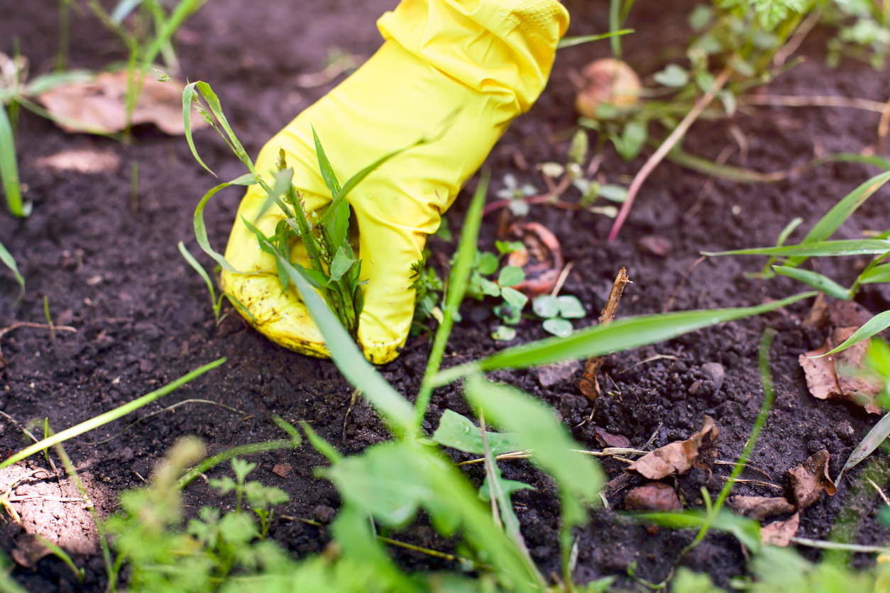 Maintaining Gardening Enthusiasm in the Fall: Why Keeping Your Garden Weed-Free is Essential