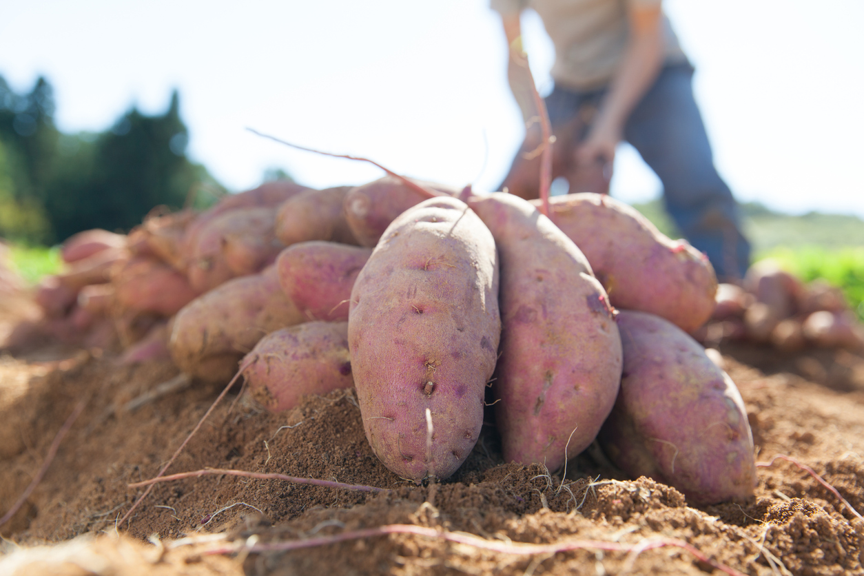 A Comprehensive Guide to Harvesting, Curing, and Storing Sweet Potatoes