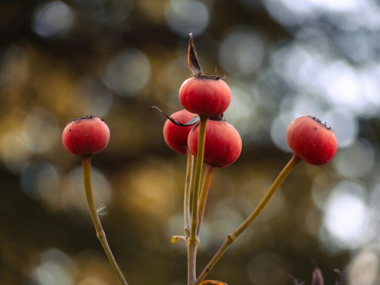 November Rose Care: Preparing Your Roses for Winter