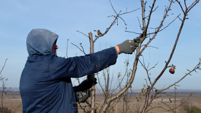 Pruning Guide for Dormant Fruit Trees